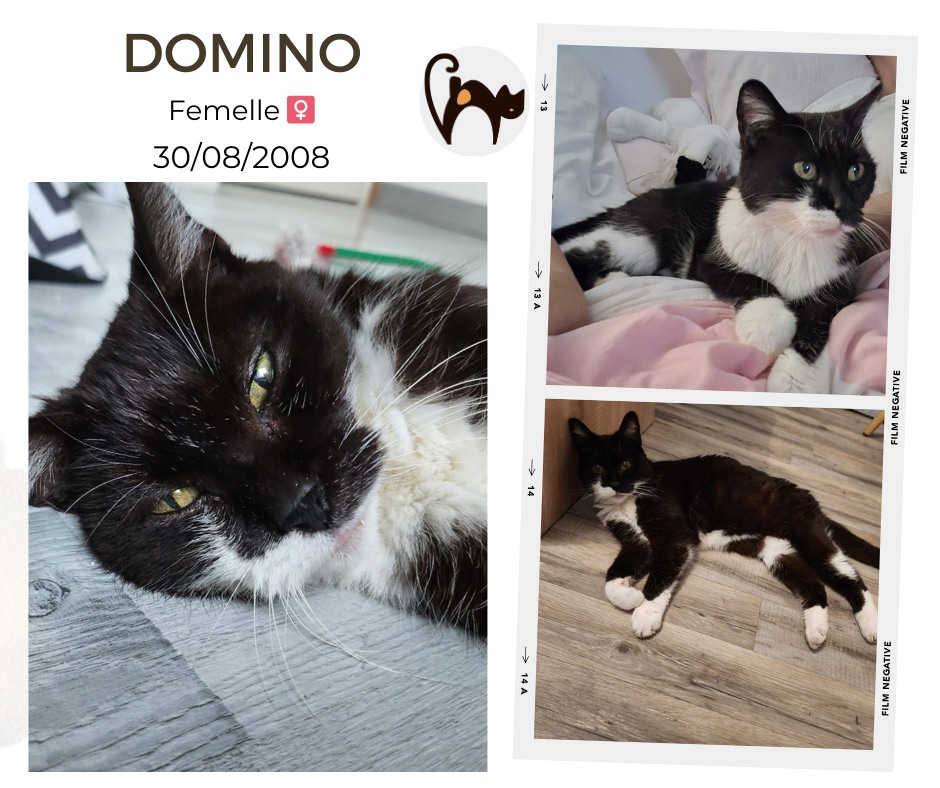 DOMINO